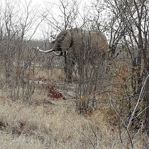 Elephant Botswana