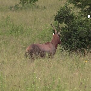 Blesbuck hunt with Rance Safaris