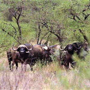 Cape Buffalo South Africa