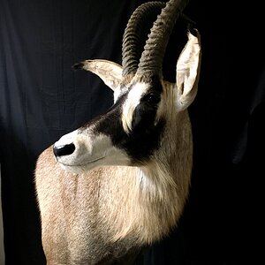 Sable, Roan & Honey Badger Pedestal Mount Taxidermy