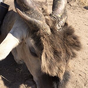 Eland Hunting Namibia