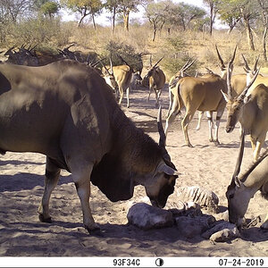 Trail Cam Pictures of Eland in Namibia