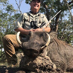 Zambia Hunt Warthog