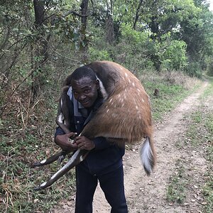 Bushbuck Hunt Zambia