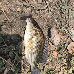 Bream Fishing Zambia