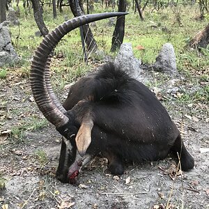 Sable Antelope Hunt Zambia