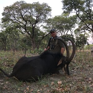 Zambia Hunting Sable