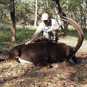 Zambia Hunt Sable Antelope