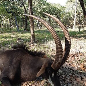 Hunting Sable in Zambia