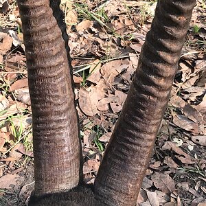 Sable Antelope Horns