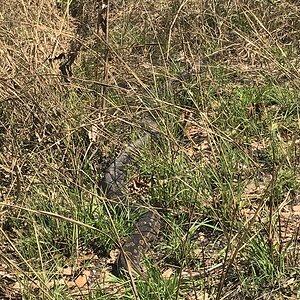 Python Zambia