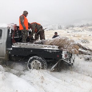 Elk Hunt Montana USA