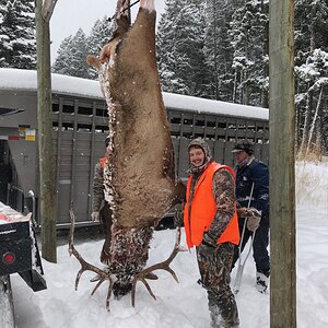 Hunting Elk in Montana USA