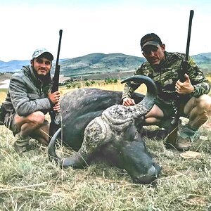 South Africa Hunting Buffalo