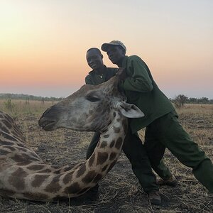 Giraffe Hunt Zimbabwe