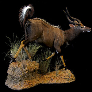 Nyala Full Mount Taxidermy