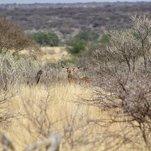 Lechwe at Zana Botes Safari