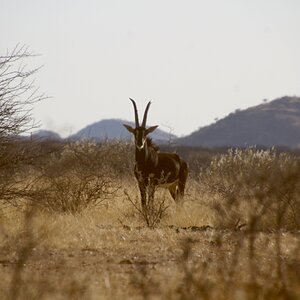 Sable at Zana Botes Safari