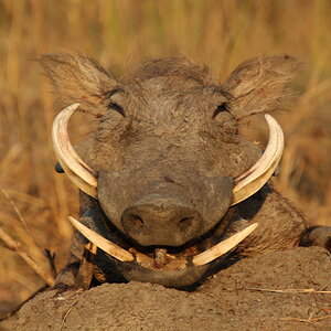 Warthog Guided by Zana Botes