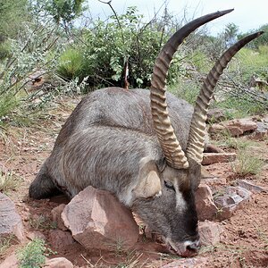 Waterbuck Guided by Zana Botes