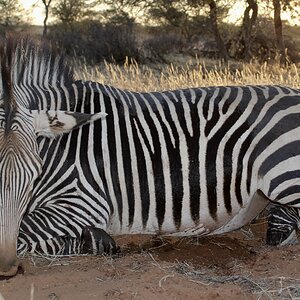 Hartmann Zebra Guided by Zana Botes