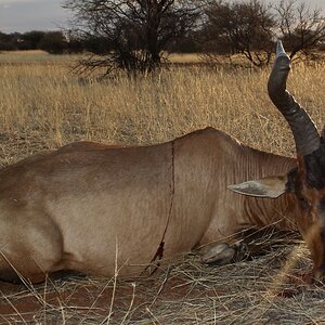 Red Hartebeest Guided by Zana Botes