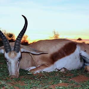 Springbuck Guided by Zana Botes