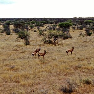 Red Hartebeest