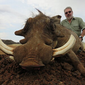 South Africa Hunt Warthog