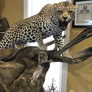 Leopard Full Mount Taxidermy