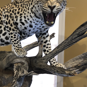 Leopard Full Mount Taxidermy