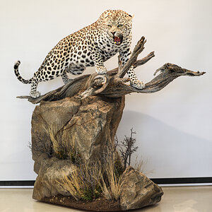 Leopard Full Mount Taxidermy