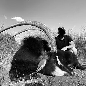 South Africa Hunt Sable Antelope