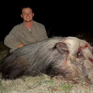 Hunting Bushpig in South Africa