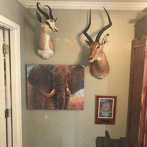 Springbok & Impala Shoulder Mount Taxidermy