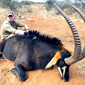 Sable Antelope Hunt South Africa