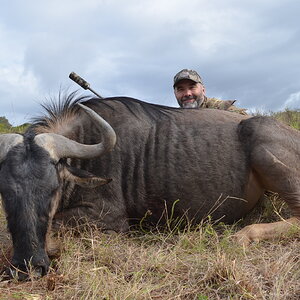 Blue Wildebeest Hunting South Africa