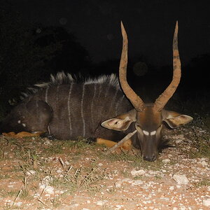 South Africa Hunt Nyala