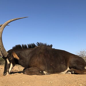 Sable Antelope Hunt South Africa