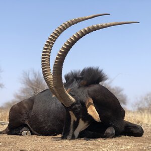 Hunt Sable Antelope in South Africa