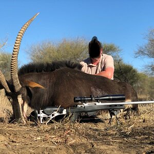 South Africa Hunt Sable Antelope