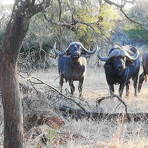 Buffalo South Africa