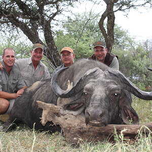 South Africa Hunt Cape Buffalo