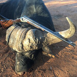 Buffalo Hunting South Africa