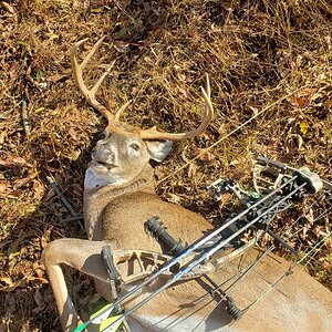 White-tailed Deer Bow Hunting USA