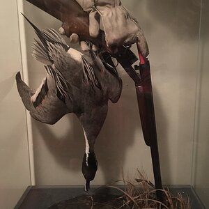 Full Mount Geese & Shotgun Taxidermy