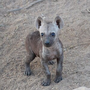 Hyena youngster in the Kruger National Park South Africa