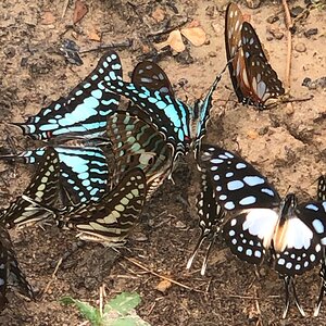 Butterflies Zimbabwe