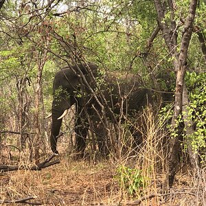 Elephant Zimbabwe