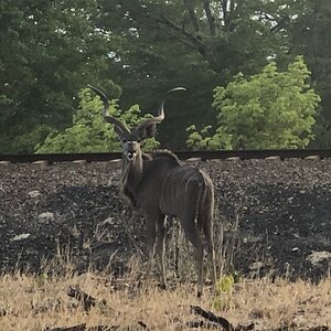 Kudu Zimbabwe